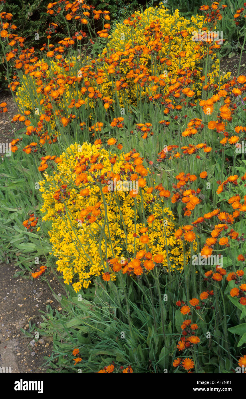 Hieracium aurantiacum, Fox e lupetti, l'onda giardino, Pensthorpe, designer Julie pedaggio, arancione e giallo combinazione Foto Stock