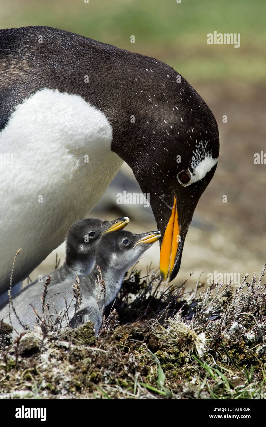 Un adulto pinguino Gentoo su il nido circa per alimentare 2 giovani pulcini Foto Stock
