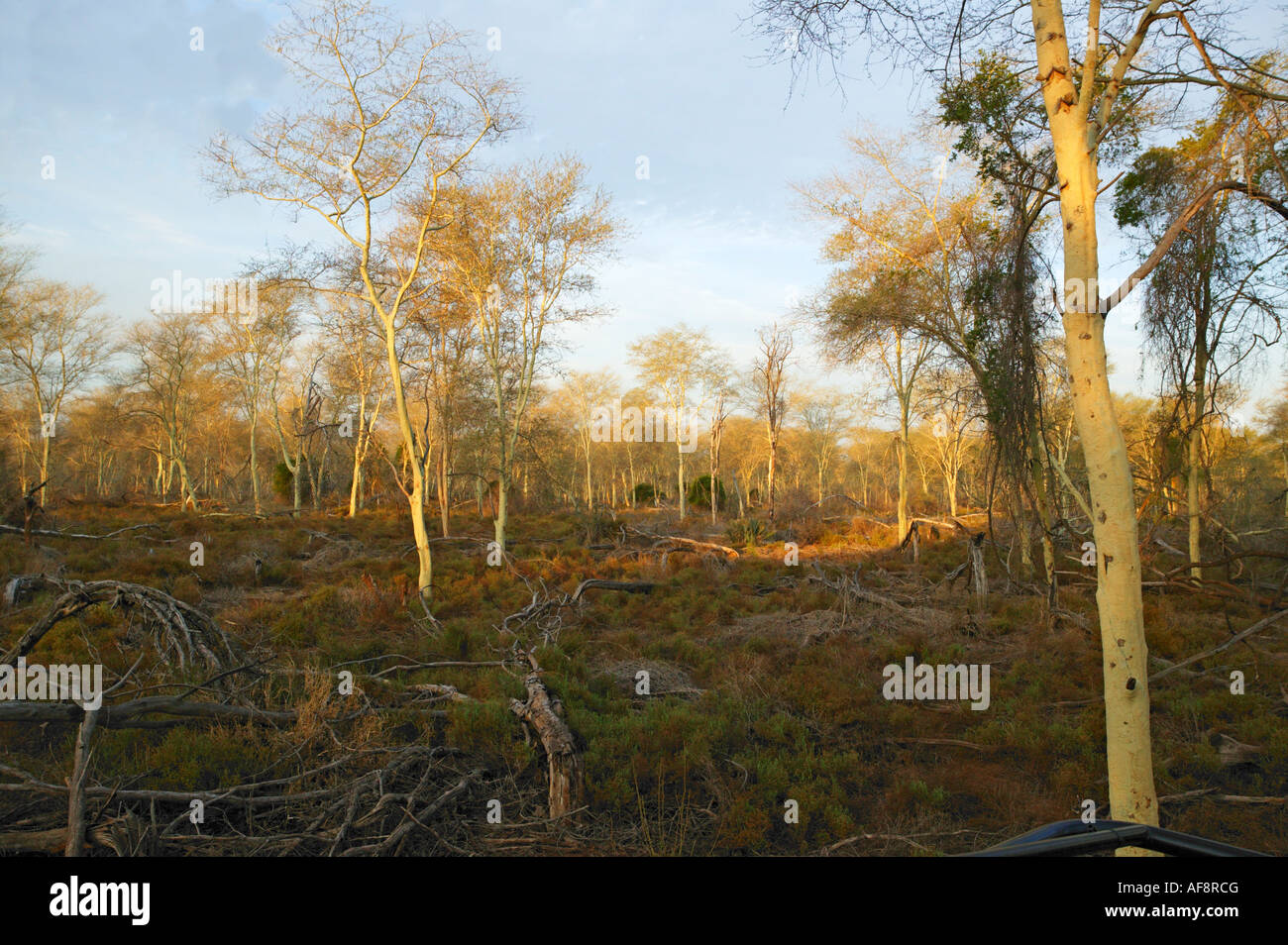 Una febbre estesa foresta di alberi di acacia xanthophloea) sulla cassa di espansione adiacente al fiume Luvuvhu. Foto Stock