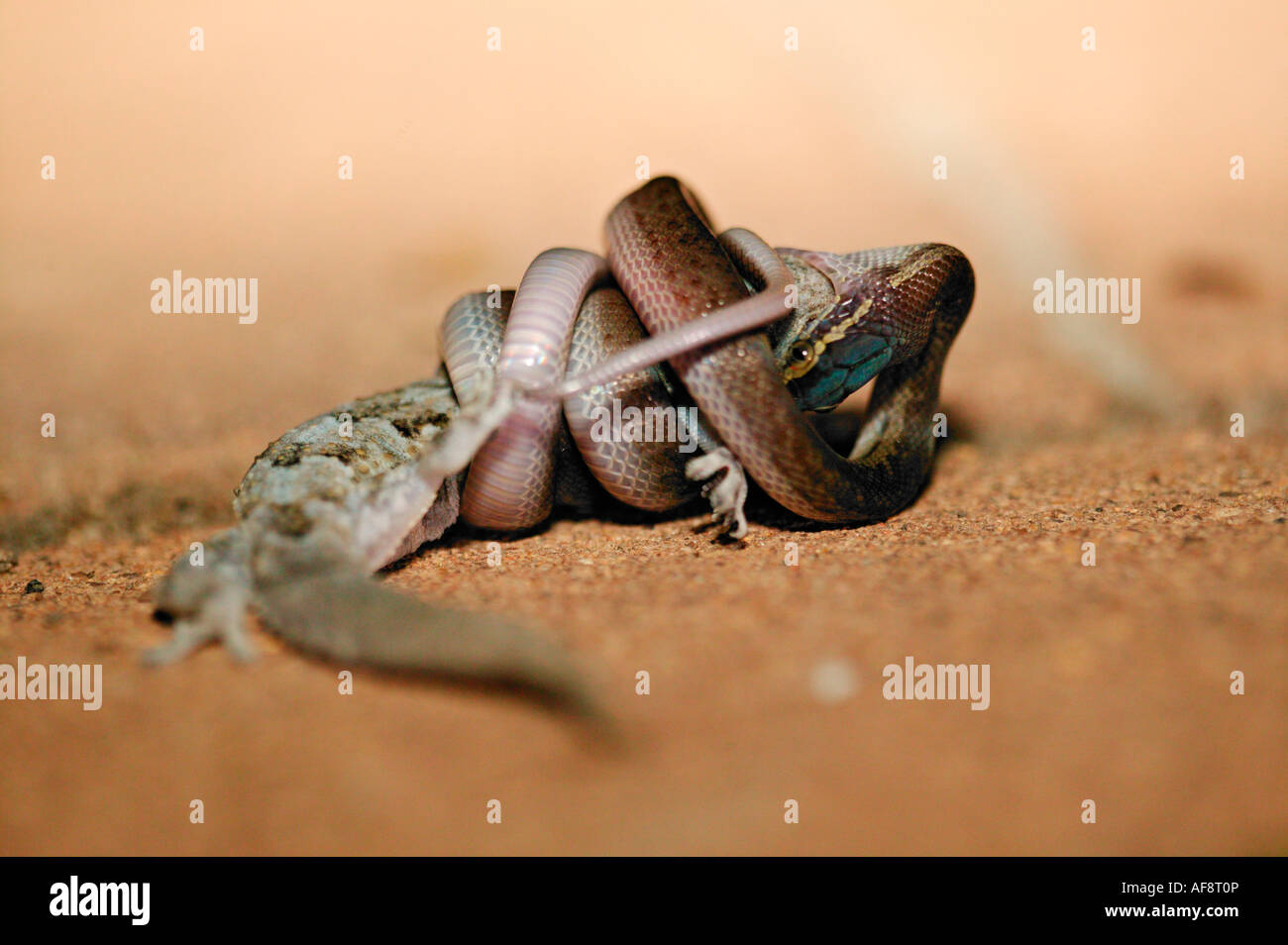 Casa marrone snake strozzare un gecko Sabi Sand Game Reserve, Mpumalanga; Sud Africa Foto Stock