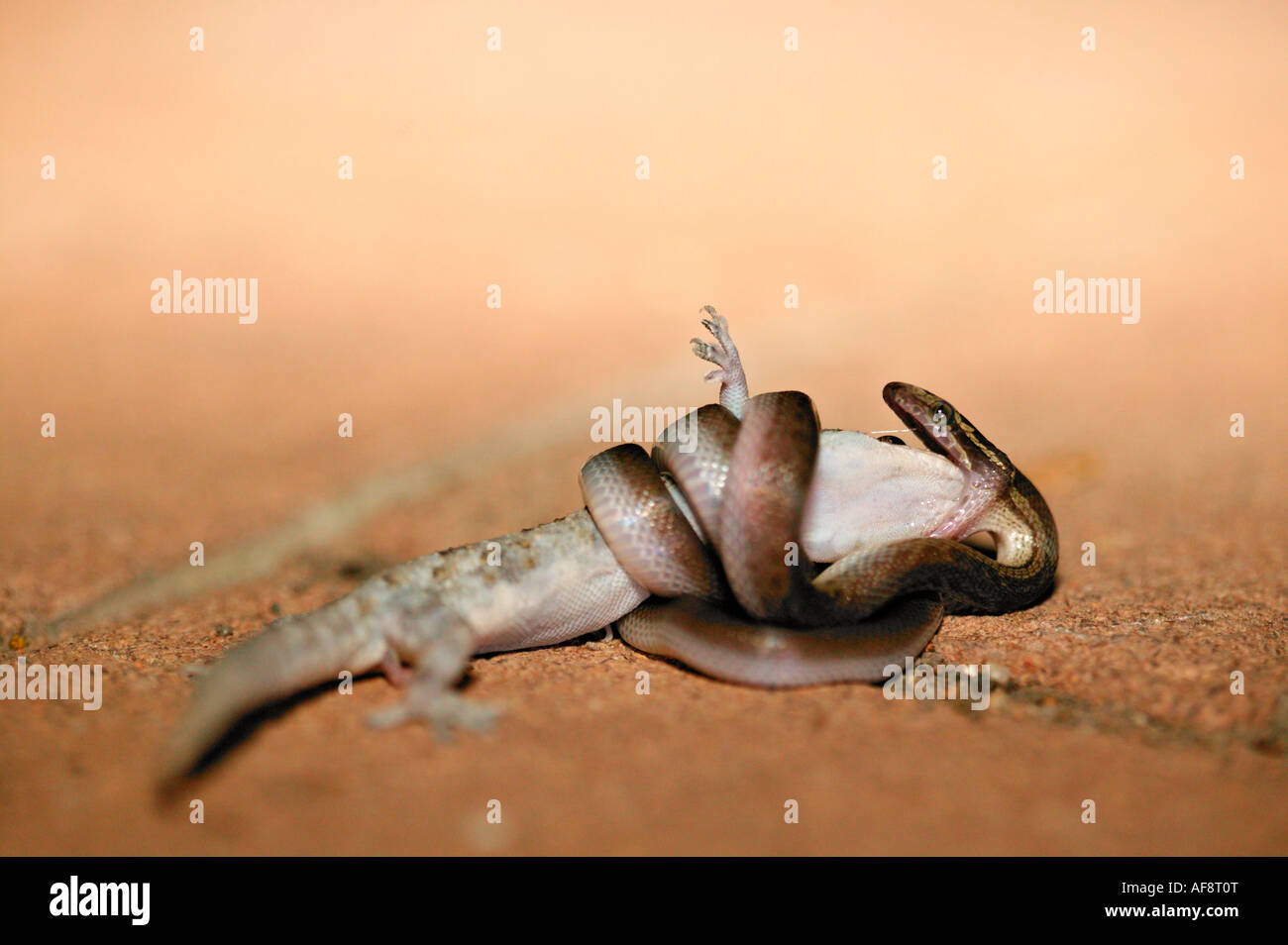 Casa marrone snake strozzare un geco e iniziando a ingoiare il geco Sabi Sand Game Reserve, Mpumalanga; Sud Africa Foto Stock