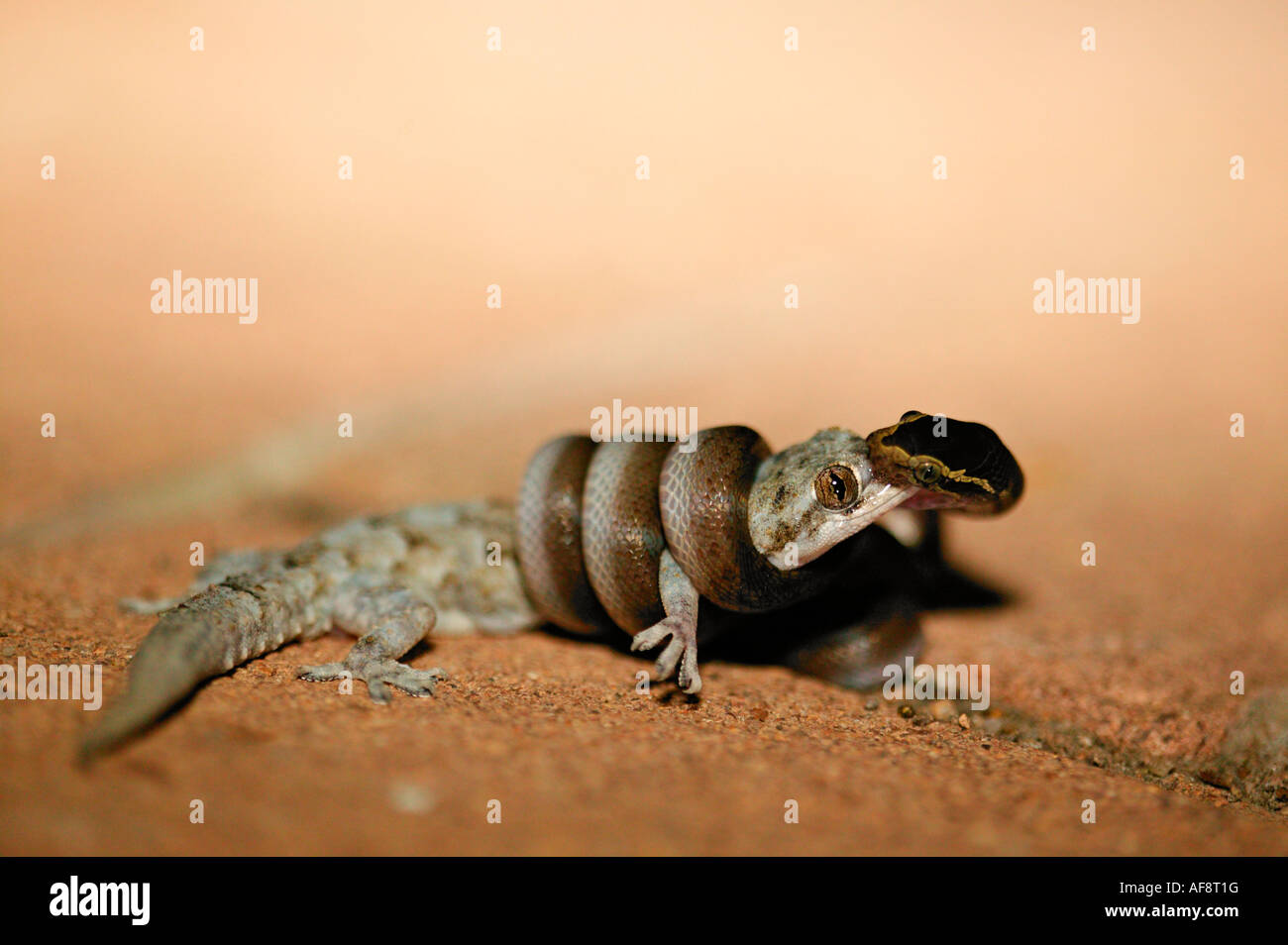 Casa marrone snake strozzare un gecko mentre mordere sul naso e sulla bocca per impedire il geco dalla respirazione. ; Africa del Sud Foto Stock