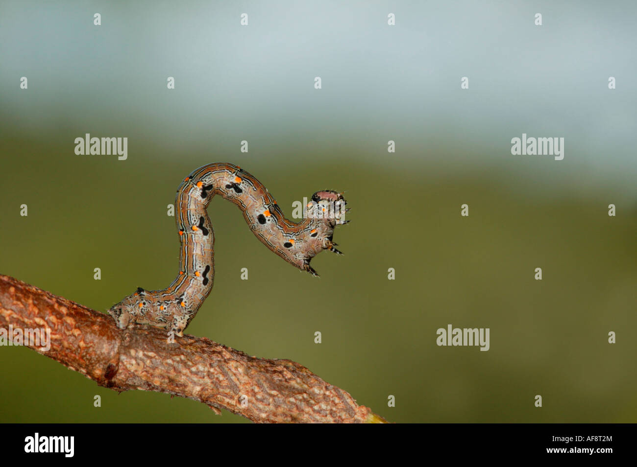 Un piccolo marrone inch worm raggiungendo verso l'alto da un ramoscello Sabi Sand Game Reserve, Mpumalanga; Sud Africa Foto Stock