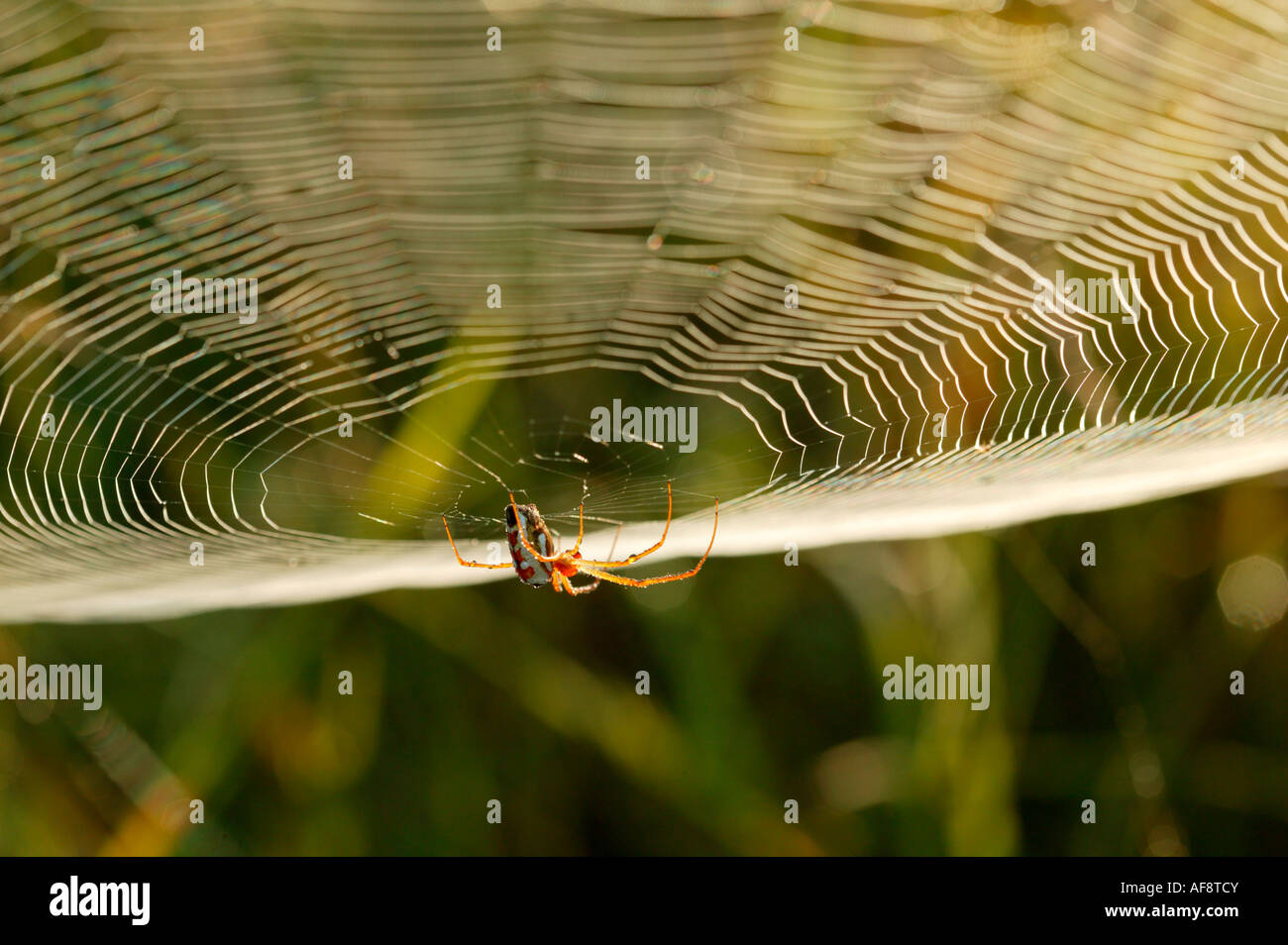 Golden orb spider appeso al di sotto della propria web Sabi Sand Game Reserve, Mpumalanga; Sud Africa Foto Stock