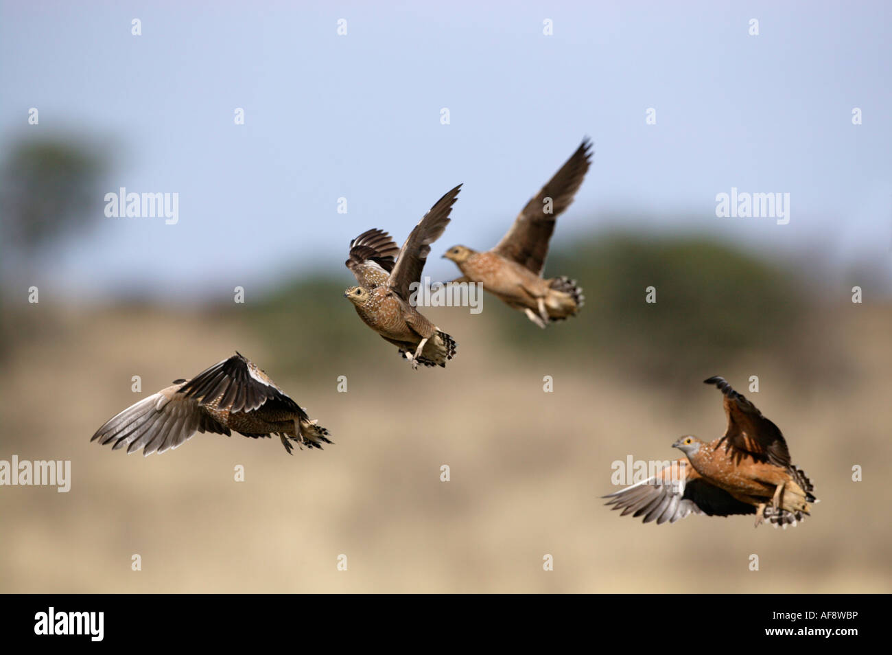 Gregge di Burchell's sandgrouse in volo Foto Stock