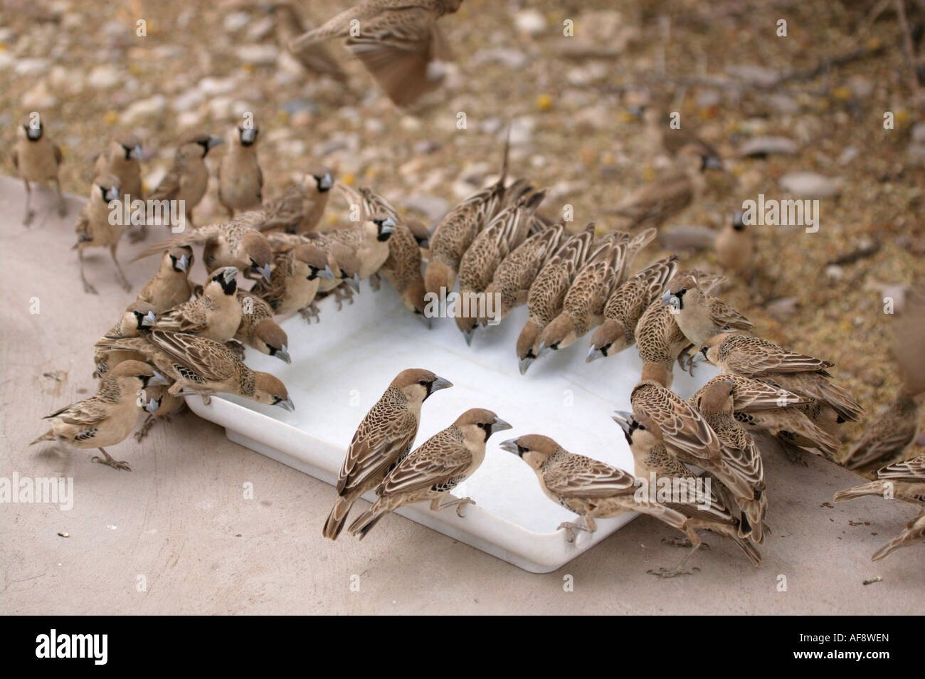Socievole tessitori arroccato sul bordo di un piatto Acqua potabile Foto Stock