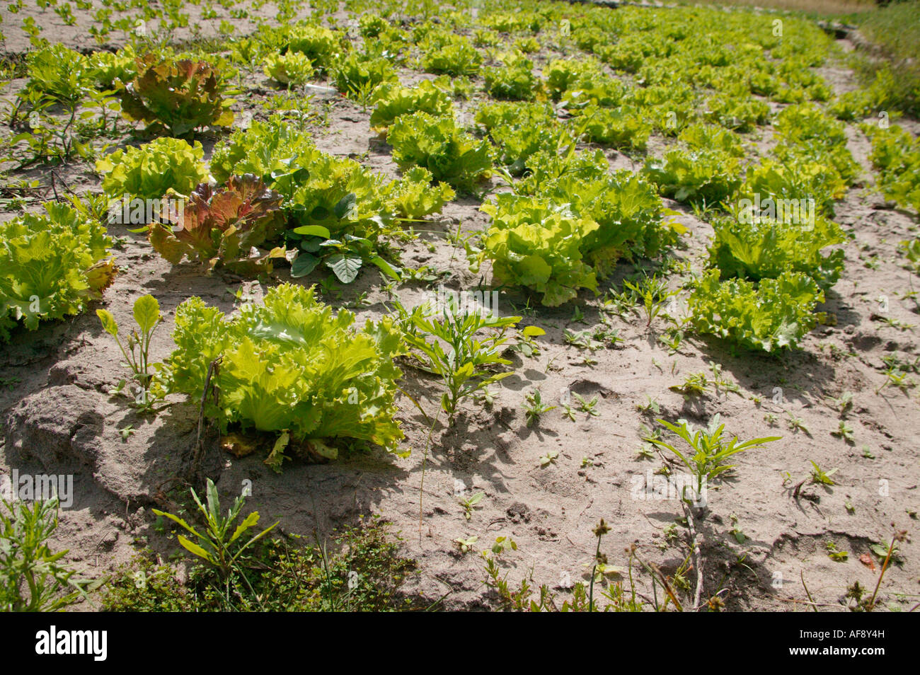 Agricoltura di sussistenza in area di Inhambane che mostra le lattughe Foto Stock