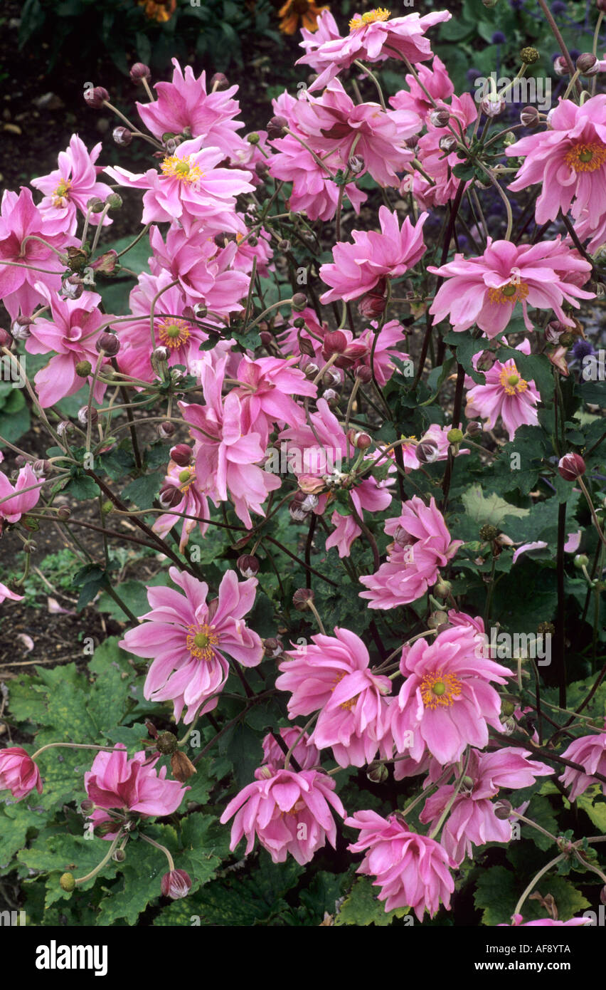 Anemone x hybrida 'Lady Gilmour', anemone japonica, fiori di colore rosa anemoni Foto Stock