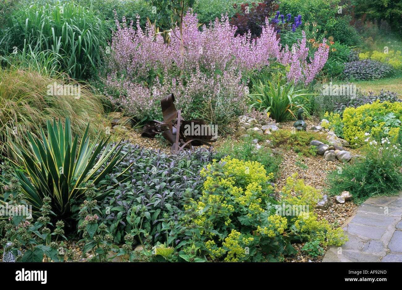 Ghiaia secca giardino, Salvia Purpurescens, salvia sclarea var turkestanica, salvia, tolleranza alla siccità Foto Stock