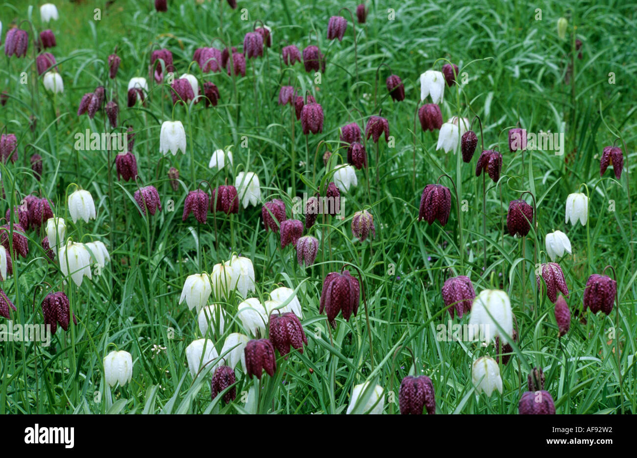 Fritillaria meleagris naturalizzato in erba Foto Stock