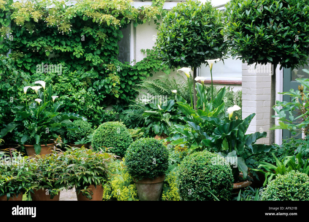 Verde e bianco topiaria da giardino, box, Standard bay sfere, Zantedeschia, porta posteriore, patio, contenitori, pentole Foto Stock