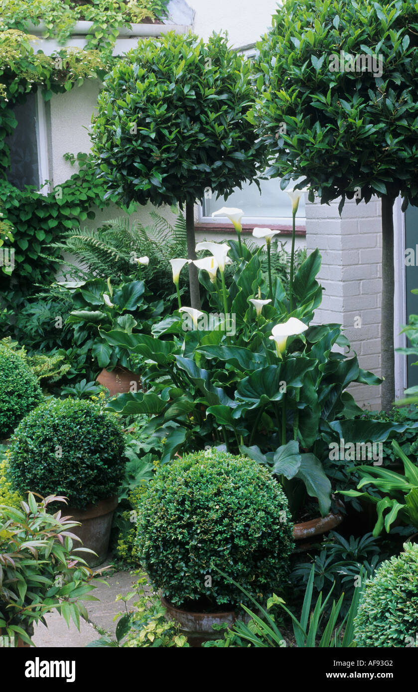 Verde e bianco topiaria da giardino, box, bay sfere, contenitori, zantedeschia, patio Foto Stock