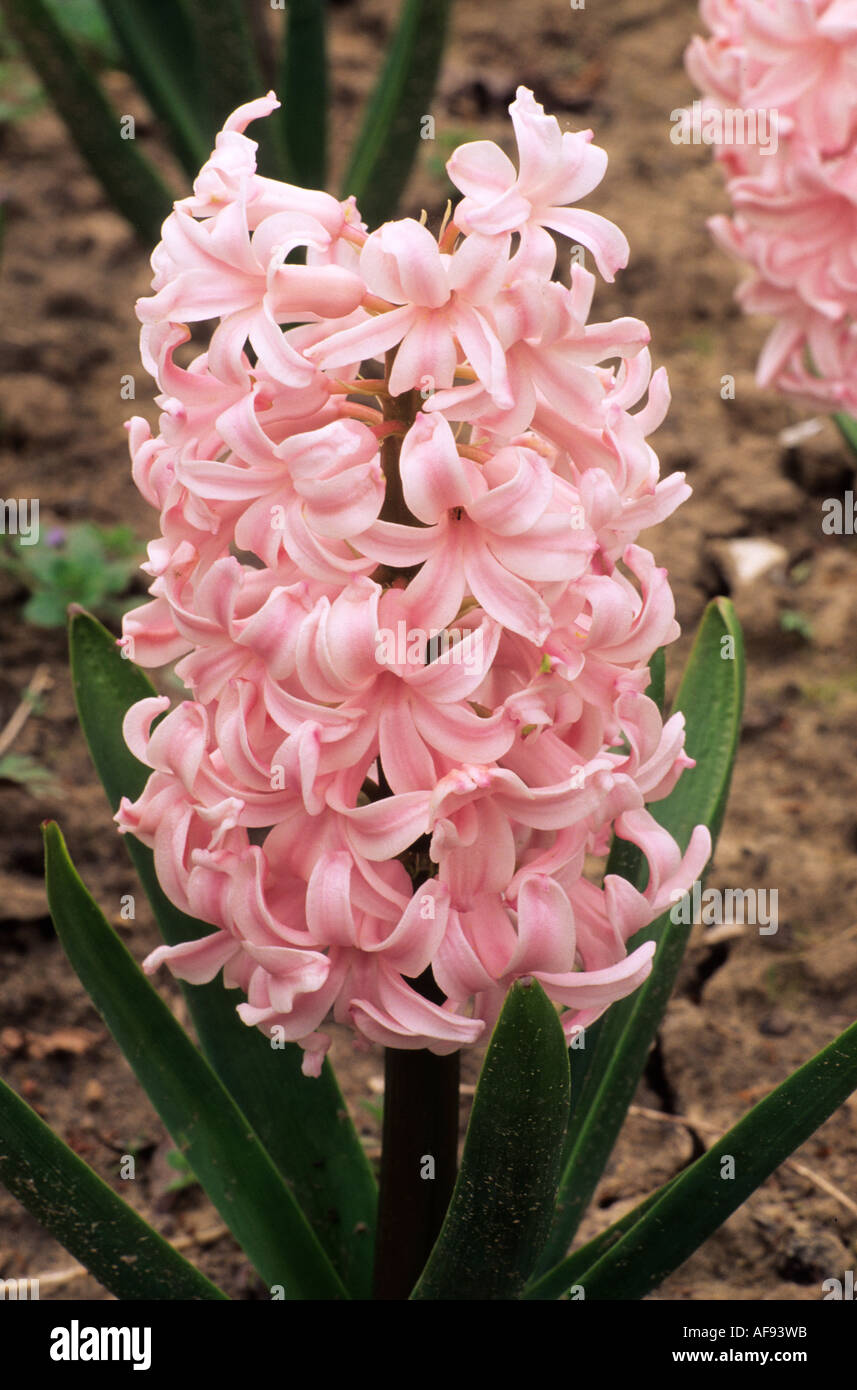 Hyacinthus orientalis Lady Derby Foto Stock