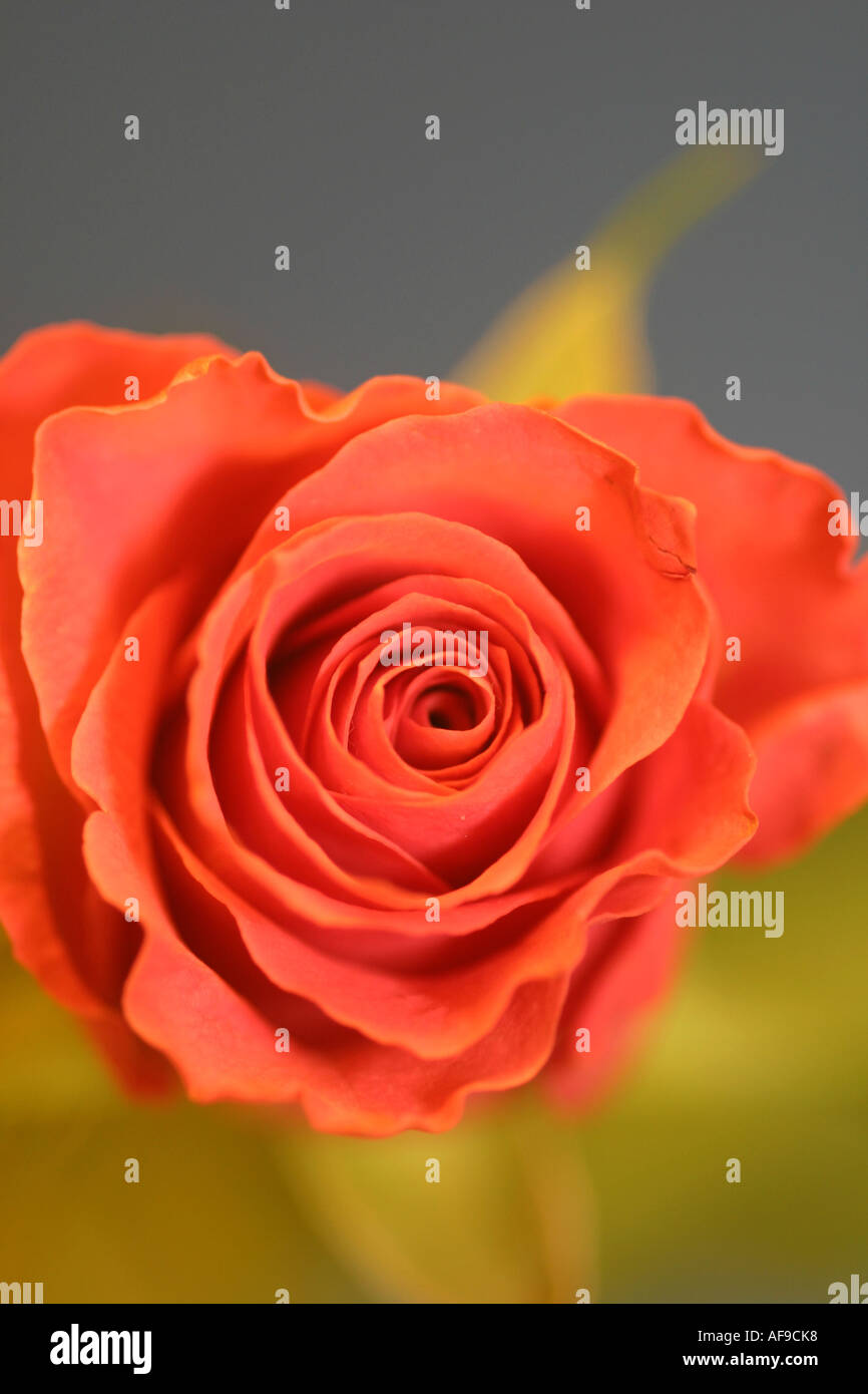 Una fotografia di stock di una rosa rossa Foto Stock