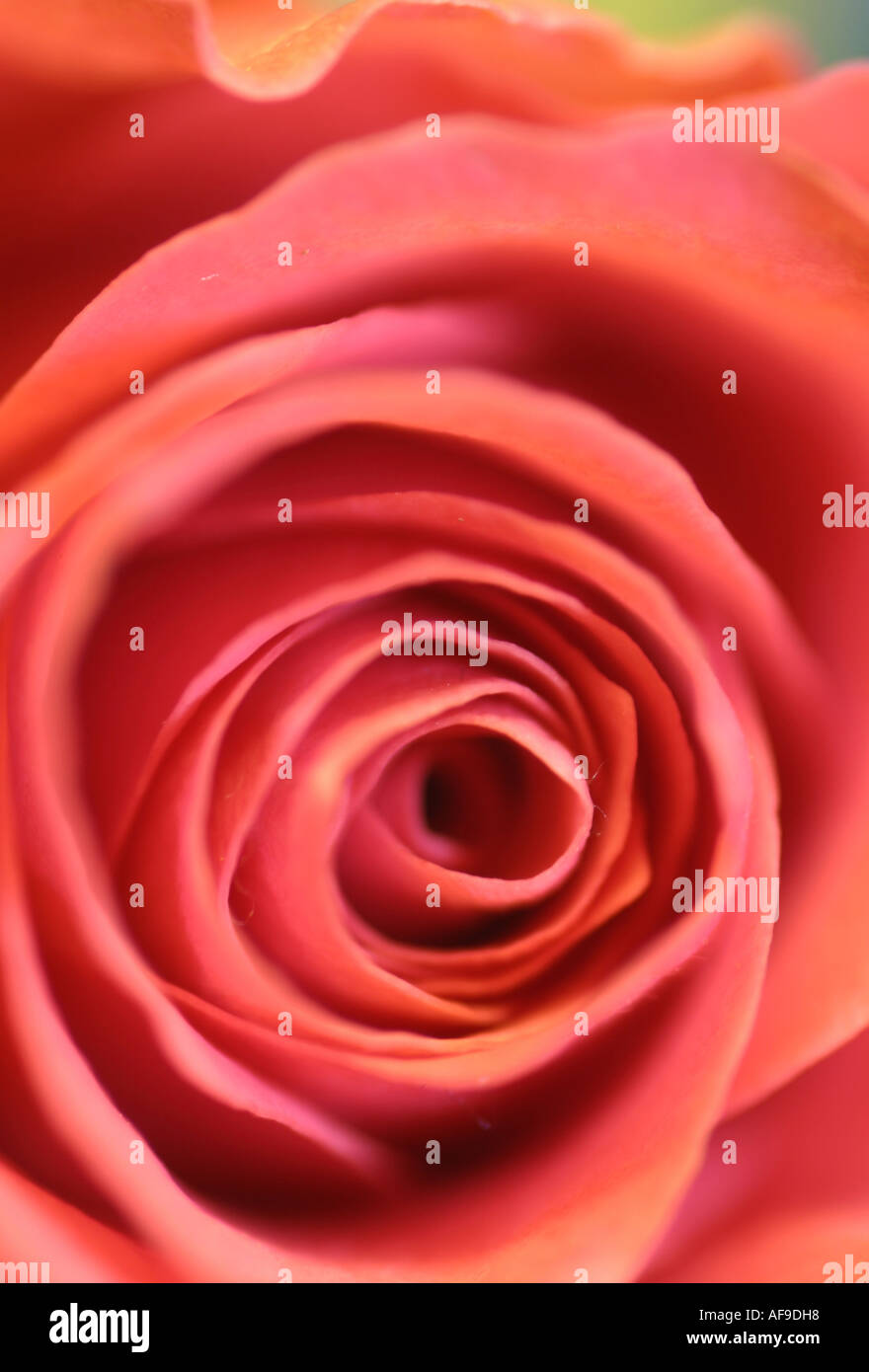 Una fotografia di stock di una rosa rossa Foto Stock