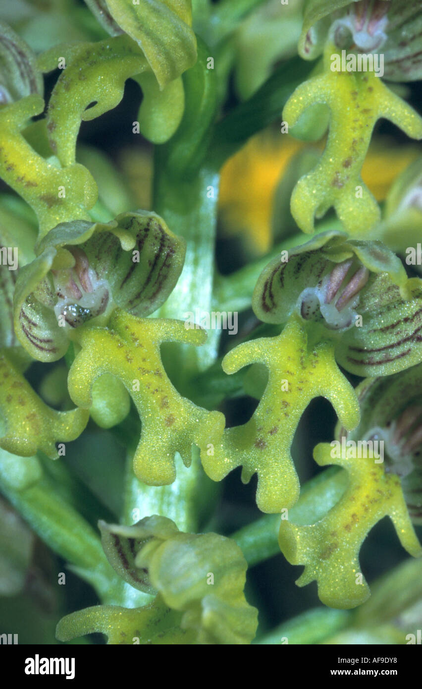 Punteggiato di piccole dimensioni orchis (Orchis punctulata), dettaglio del fiore spike Foto Stock