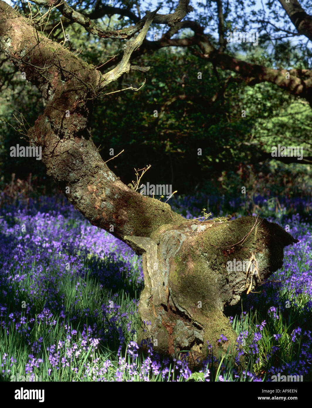 Bluebells e alberi di quercia in legno Grovely Wiltshire, Inghilterra REGNO UNITO Foto Stock