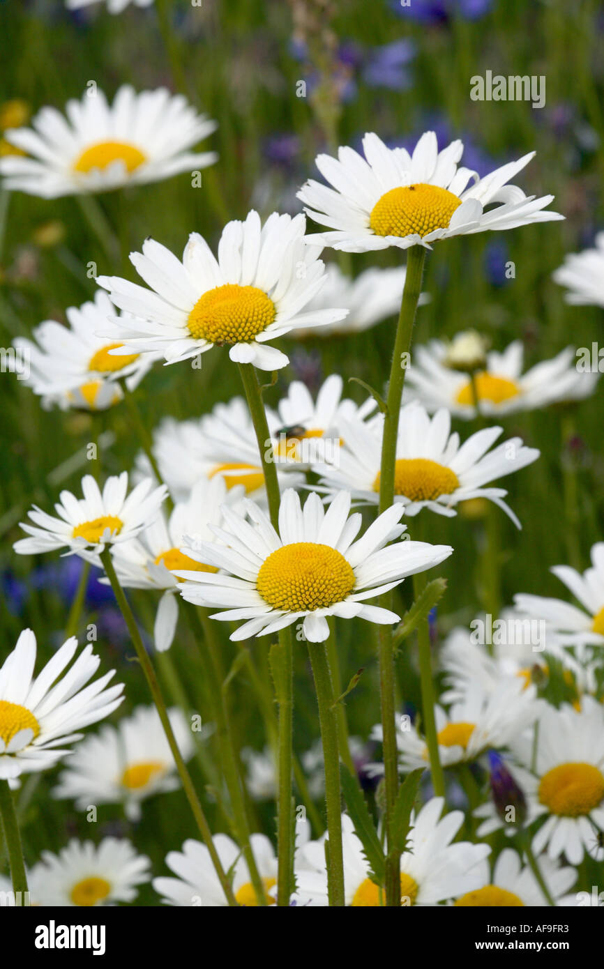 Oxeye daisy (crisantemo, leucanthemum Leucanthemum vulgare), fioritura, Germania Foto Stock