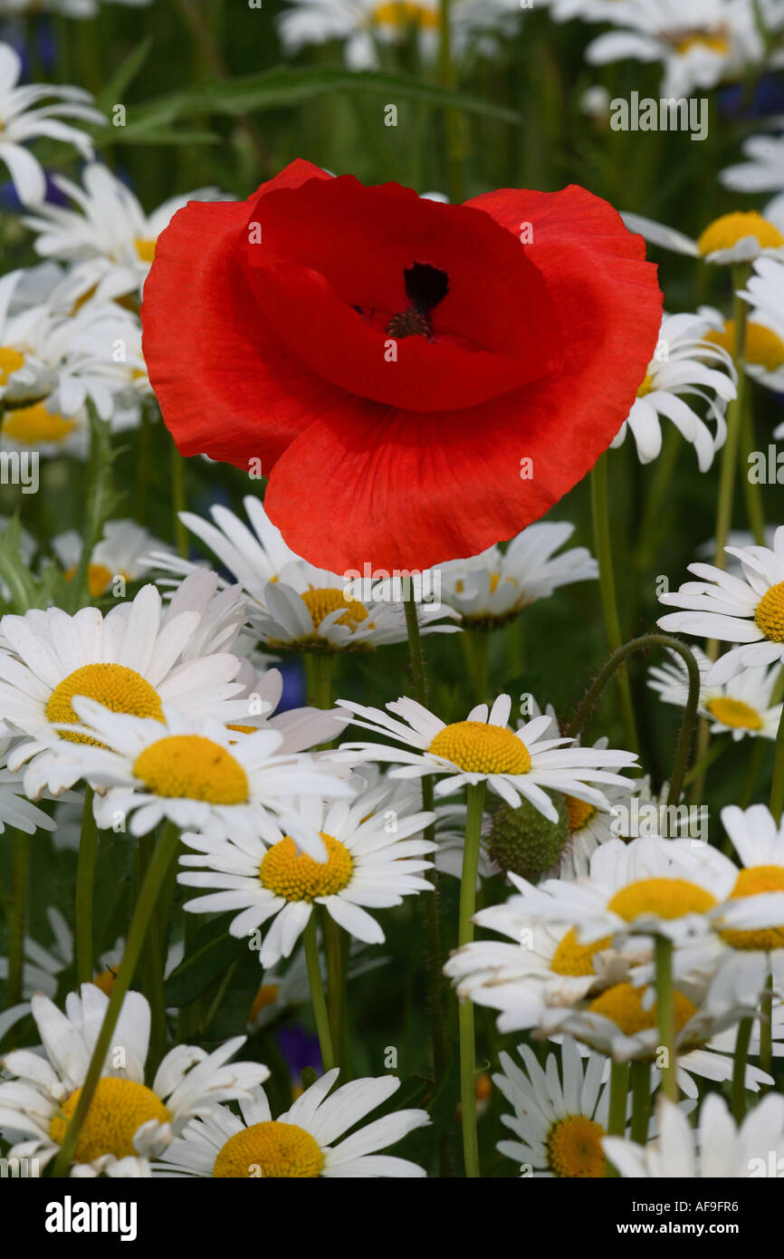 Oxeye daisy (crisantemo, leucanthemum Leucanthemum vulgare), fioritura con semi di papavero (Papaver rhoeas), Germania Foto Stock