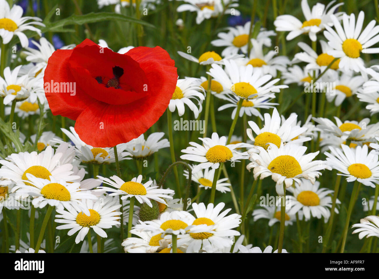 Oxeye daisy (crisantemo, leucanthemum Leucanthemum vulgare), fioritura con semi di papavero (Papaver rhoeas), Germania Foto Stock