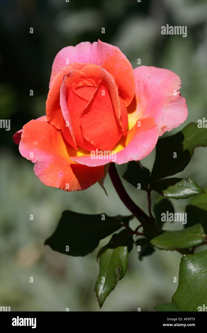 Rosa (Rosa "Taufun', Rosa Taifun), fiore Foto Stock