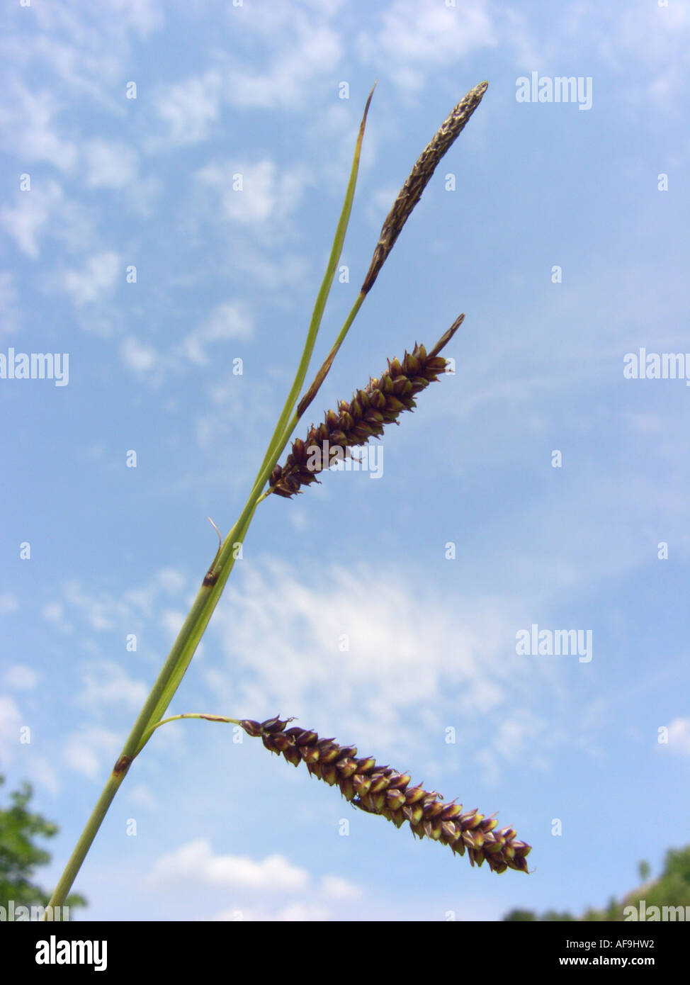 Glaucous sedge (Carex flacca), infrutescence contro il cielo blu, in Germania, in Renania settentrionale-Vestfalia Foto Stock