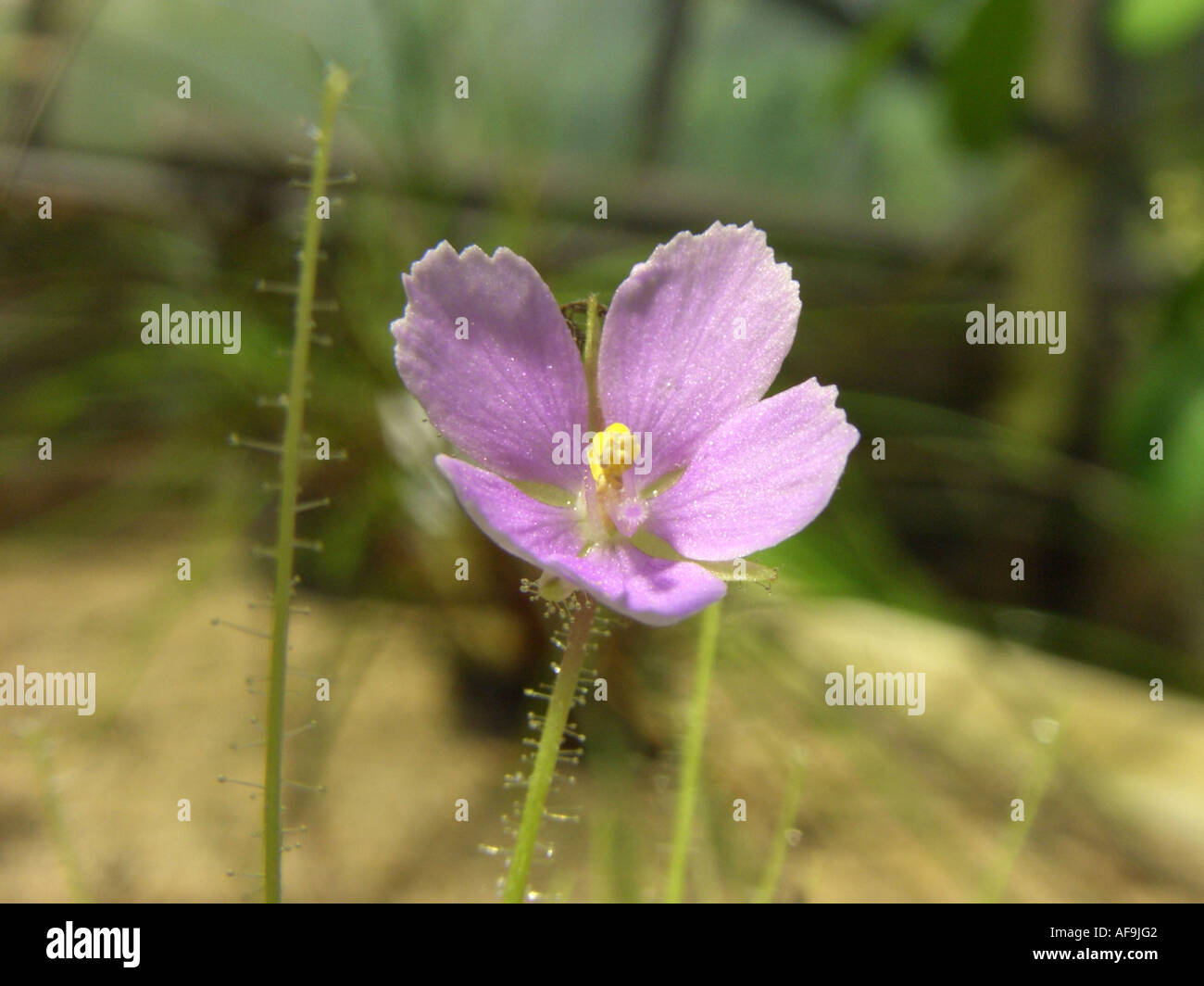Rainbow impianto (Byblis liniflora), pianta carnivora, fiore Foto Stock