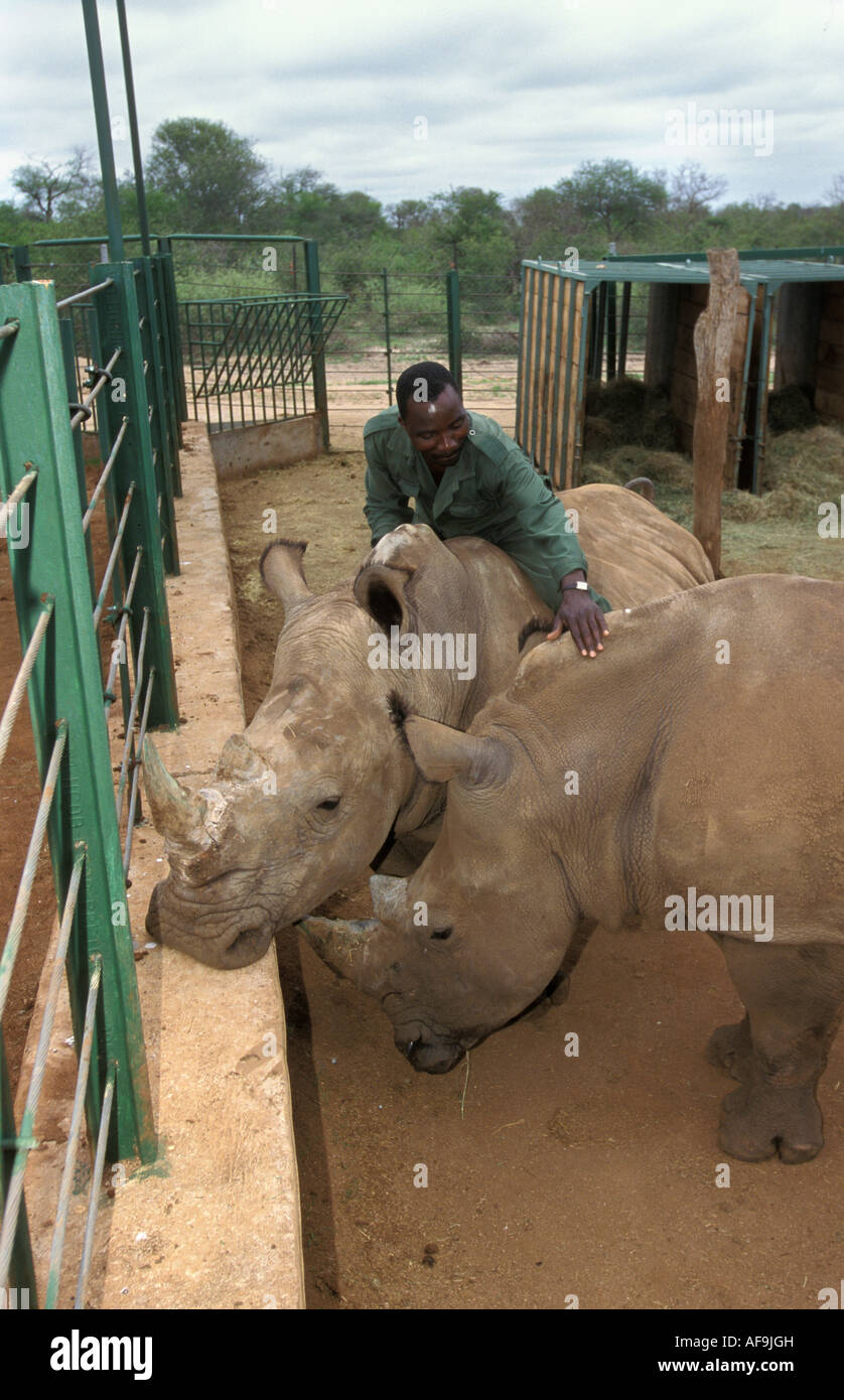 Sud Africa rinoceronti in cattività al Parco Nazionale di Kruger Foto Stock