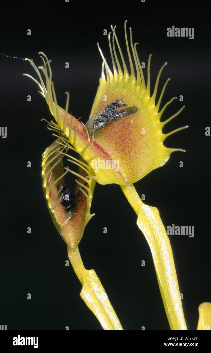 Venus flytrap (Dionaea muscipula), con gli insetti catturati dopo digestione Foto Stock