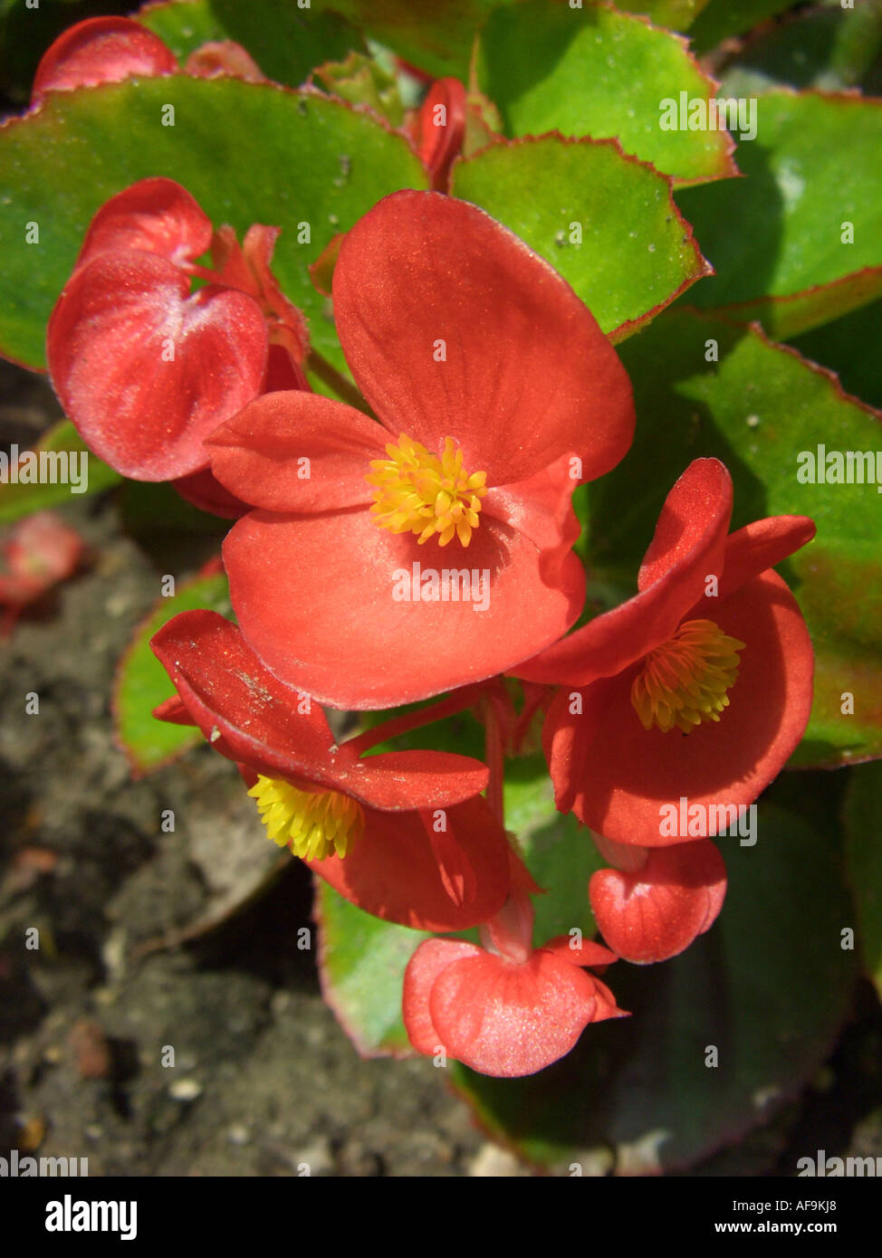 Biancheria da letto Begonia, fibroso radicata Begonia (Begonia semperflorens, Begonia cucullata var. hookeri), fiori Foto Stock