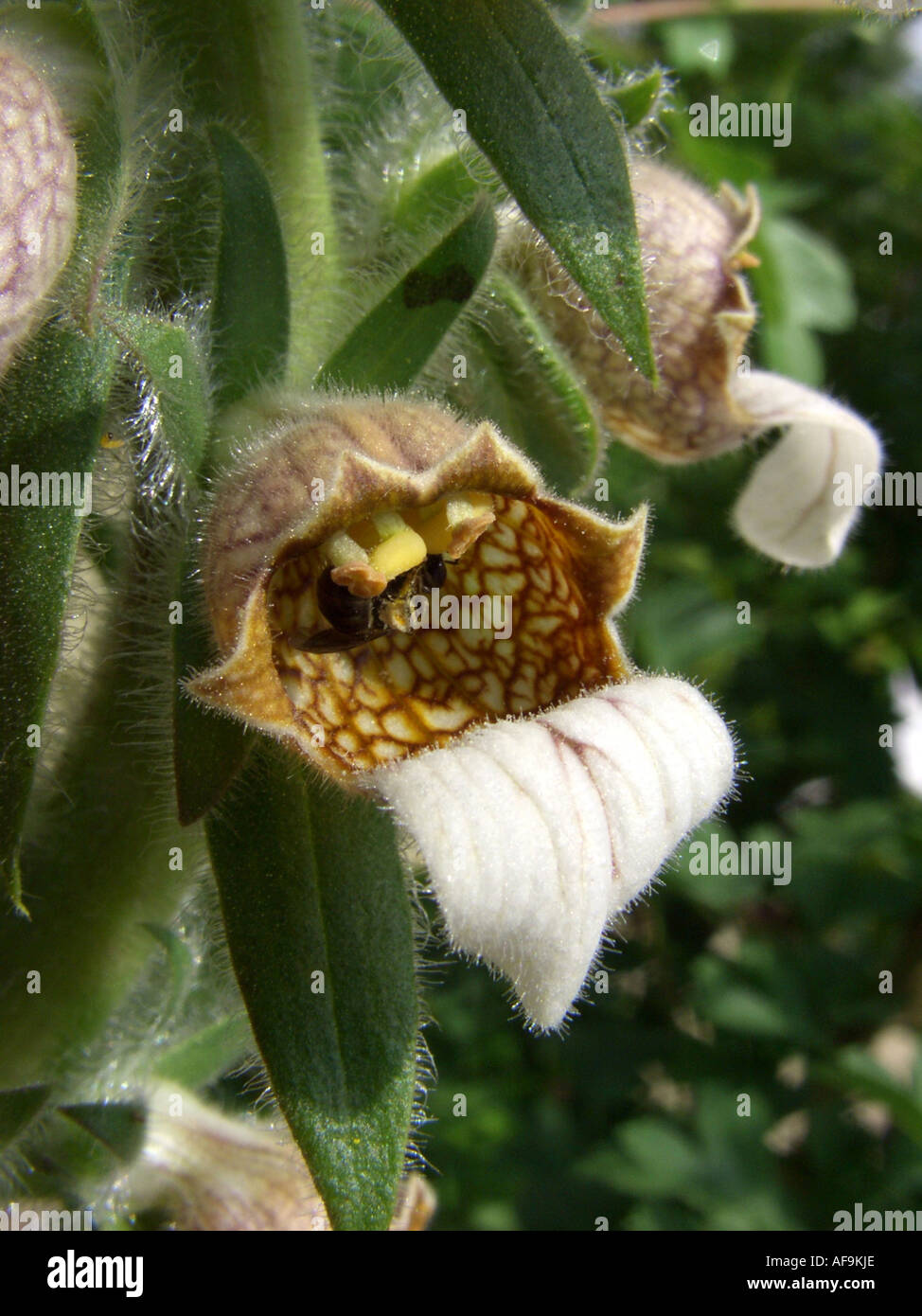 Grecian foxglove (Digitalis lanata), singolo fiore con volare Foto Stock