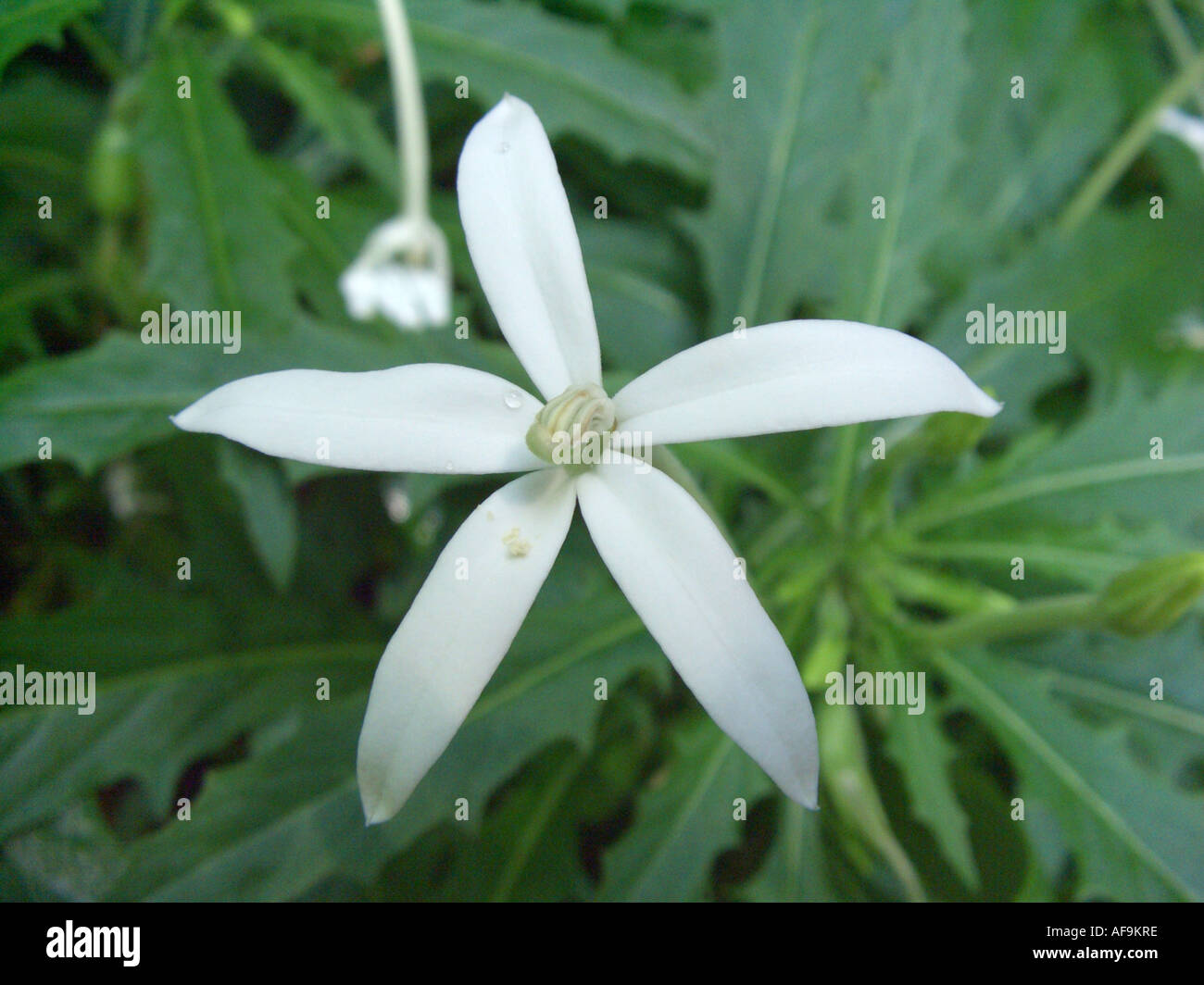 Laurentia, Stella di Betlemme (Laurentia longiflora, Isotoma longiflora, Hippobroma longiflora), fiore Foto Stock