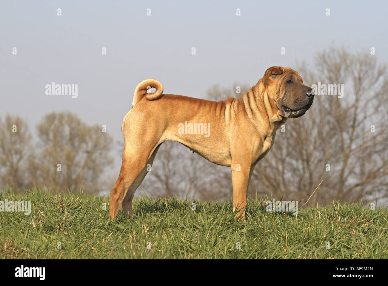 Shar Pei, Cinese Shar-Pei (Canis lupus f. familiaris), in piedi sul prato Foto Stock