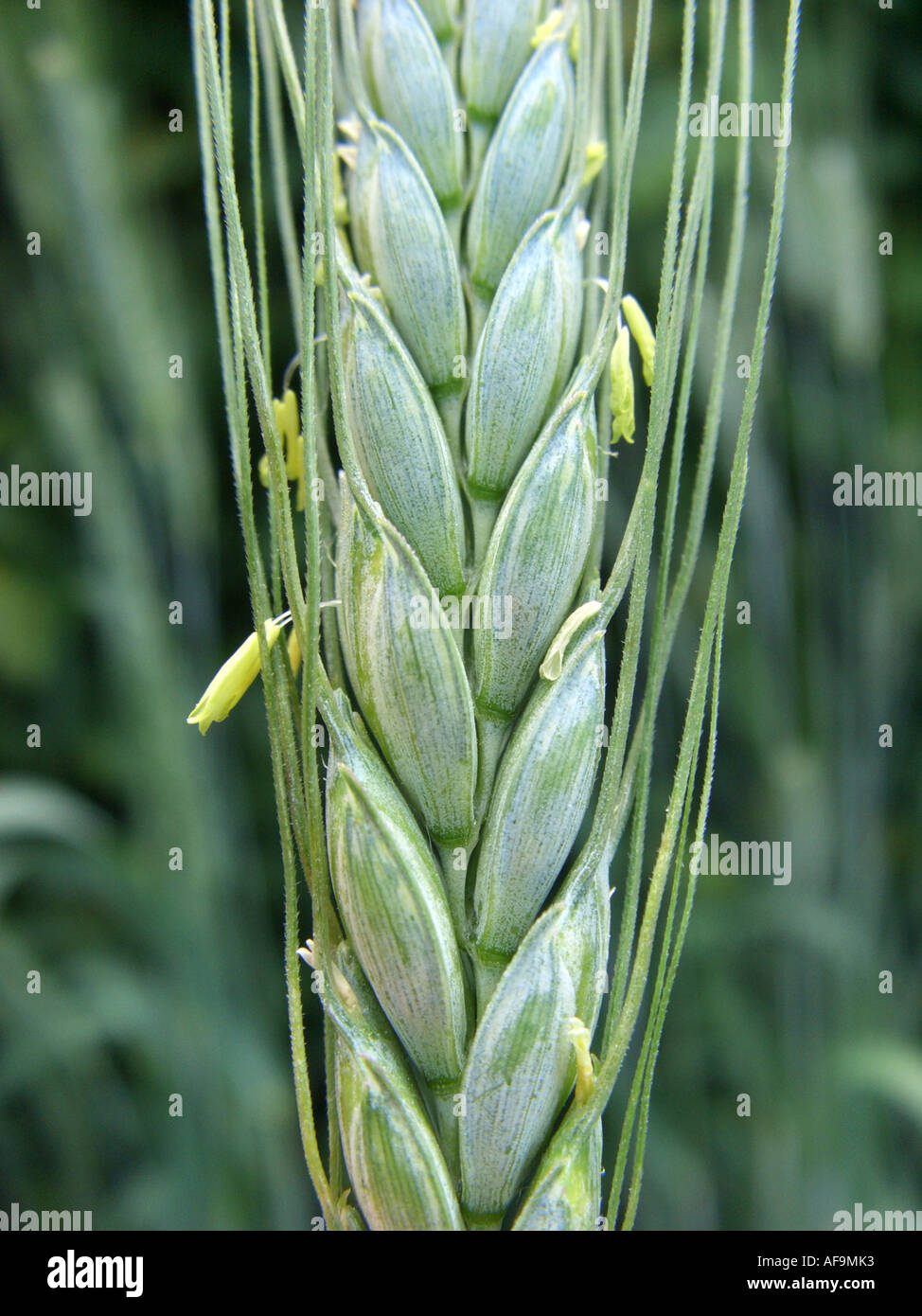 Coltivate Emmer (Triticum turgidum ssp. dicoccon, Triticum dicoccon), spike Foto Stock
