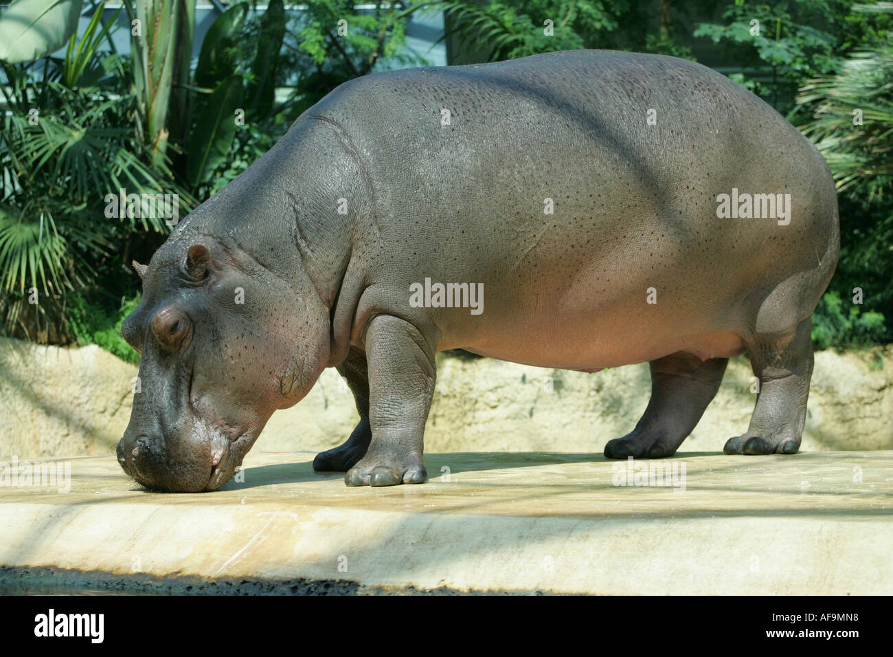 Ippopotamo, Ippona (Hippopotamus amphibius), ritratto a figura intera di un singolo animale Foto Stock