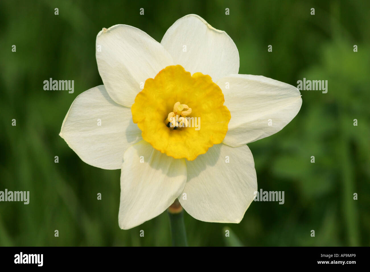 Daffodil (Narcissus spec.), fiore singolo Foto Stock