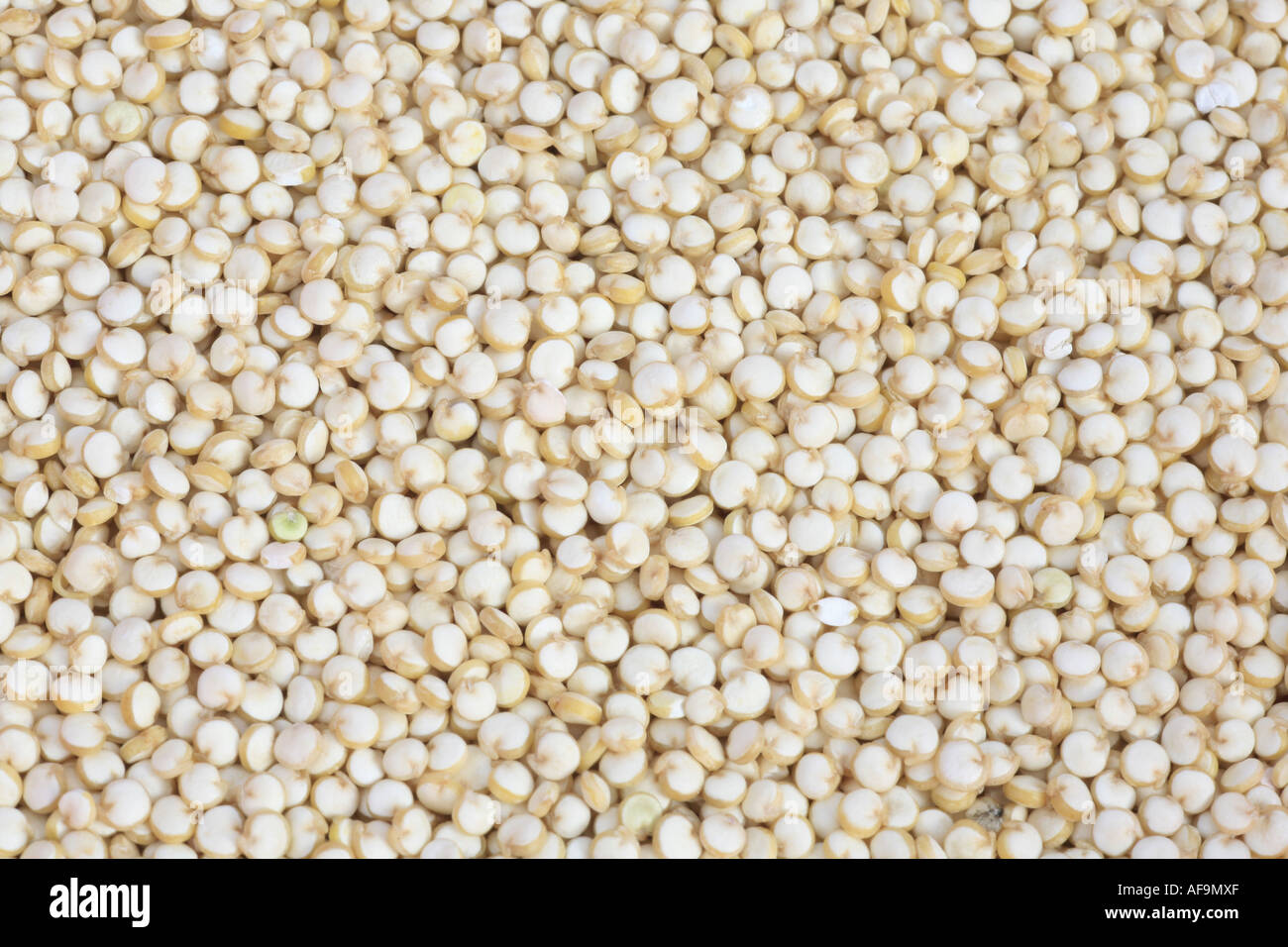 La quinoa (Chenopodium quinoa), grani, semi Foto Stock