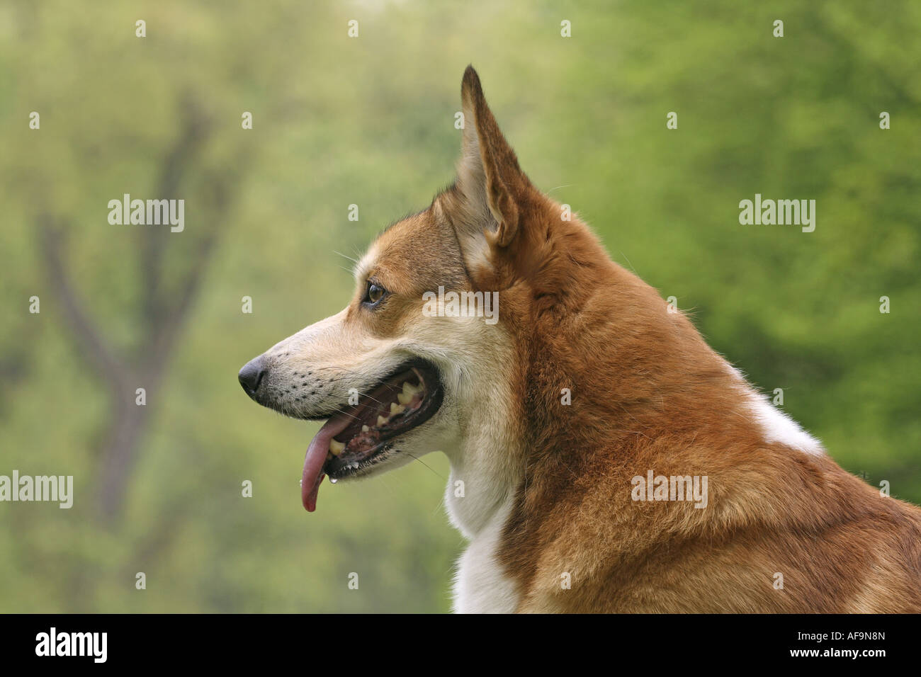 Welsh Corgi Pembroke (Canis lupus f. familiaris), ritratto Foto Stock