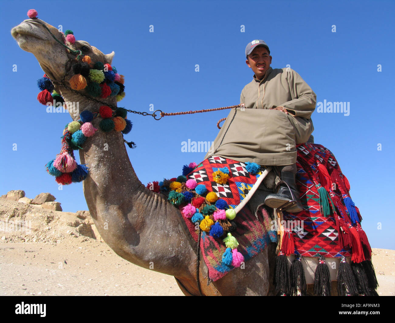 Camel rider (tour guida) sul cammello con splendidamente decorate coperta, Egitto, Kairo Foto Stock