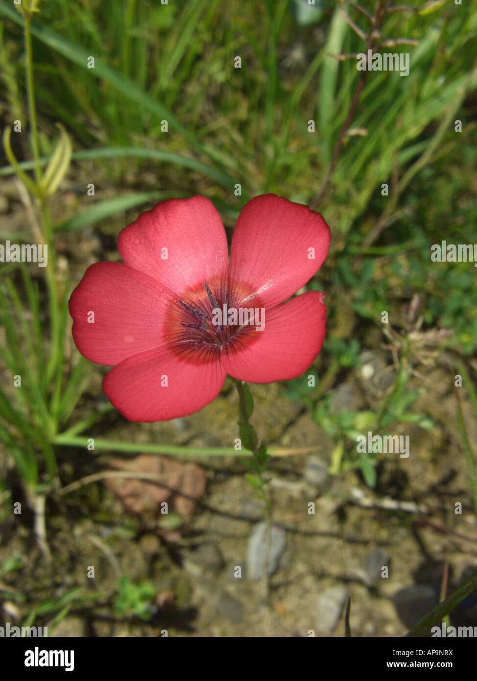 Scarlet lino (Linum grandiflorum var. rubrum, Linum grandiflorum 'Rubrum', Linum grandiflorum rubrum), fiore Foto Stock