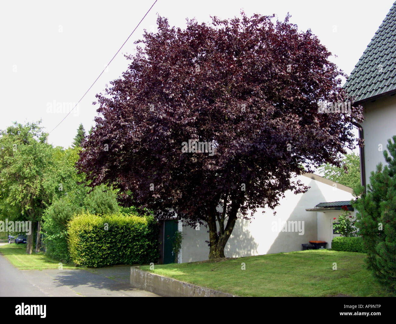 Cherry Plum, Myrobalan prugna (prunus cerasifera 'Nigra', Prunus cerasifera Nigra), albero singolo in un dooryard Foto Stock
