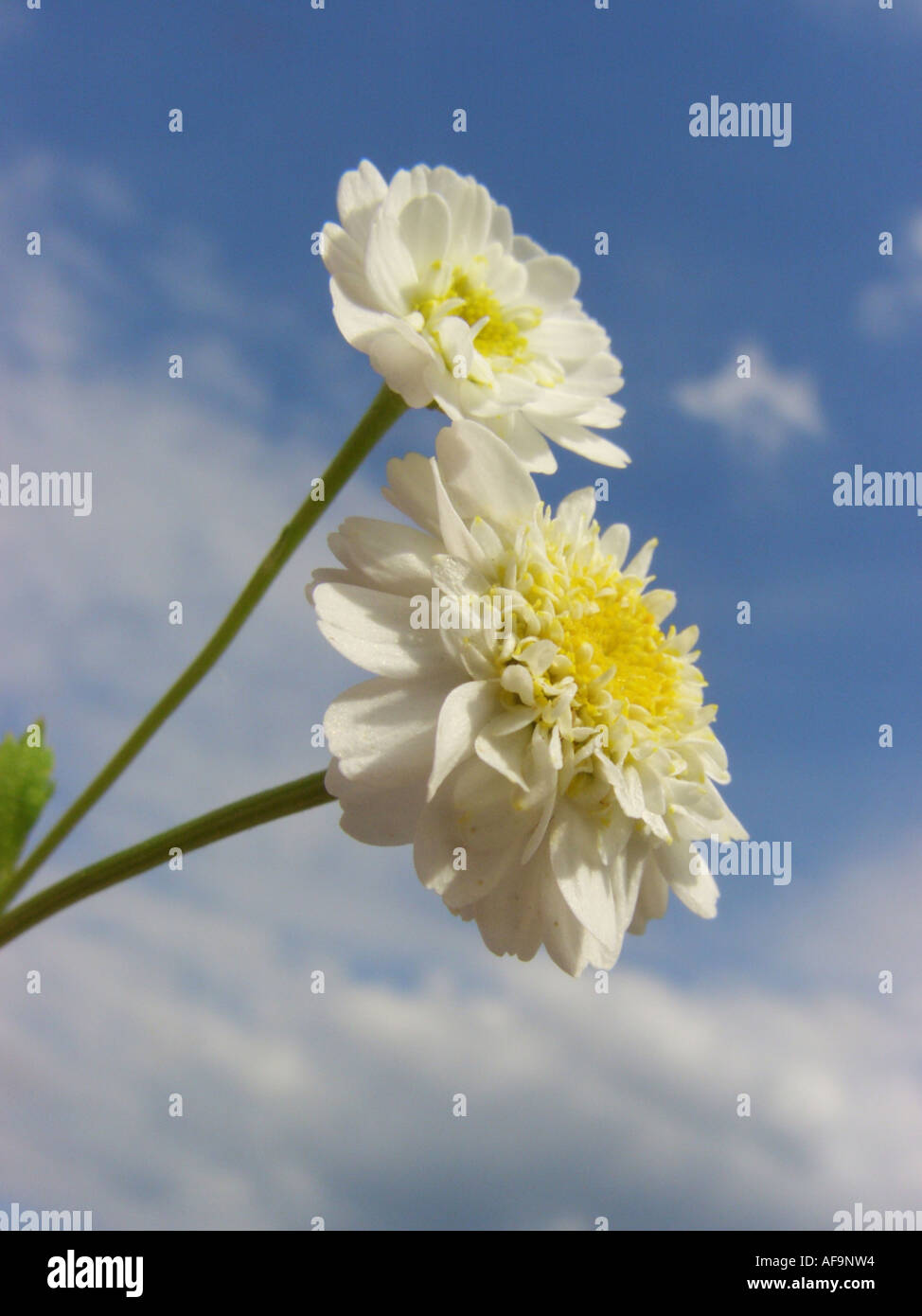 Featherfew, matricale, feather-leaf tansy (Tanacetum parthenium, Chrysanthemum parthenium), infiorescenza contro sky, Germania, Foto Stock