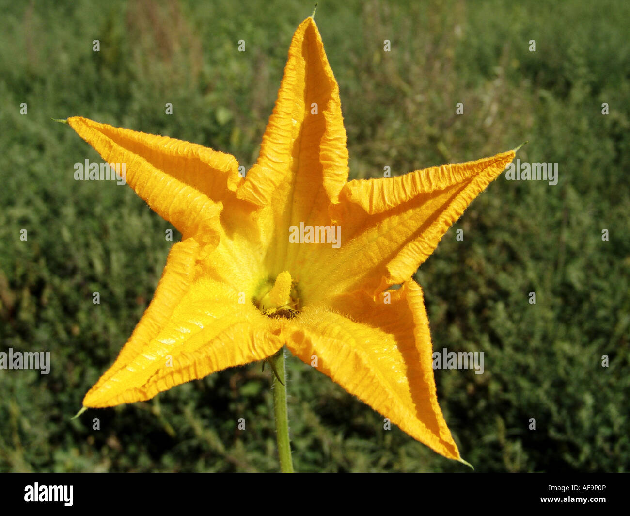 Zucca (Cucurbita spec.), fiore Foto Stock