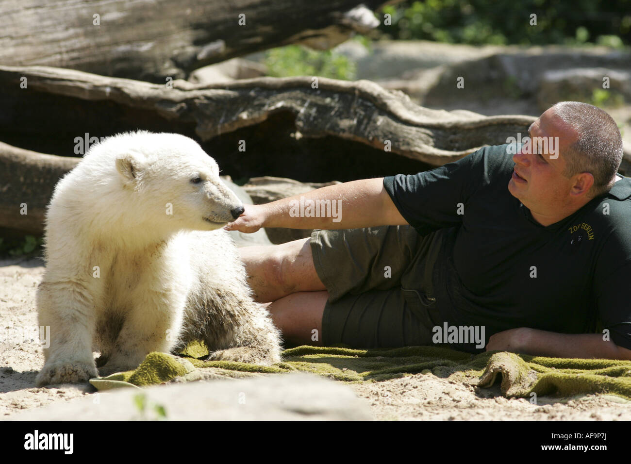 Orso polare (Ursus maritimus), capretti orso polare Knut giocando con il stockman, Germania, Berlino, Berliner Zoo Foto Stock