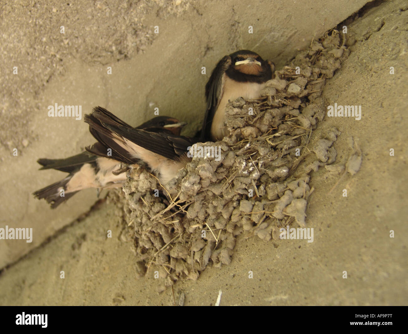 Barn swallow (Hirundo rustica), nido con youngs, Germania Foto Stock