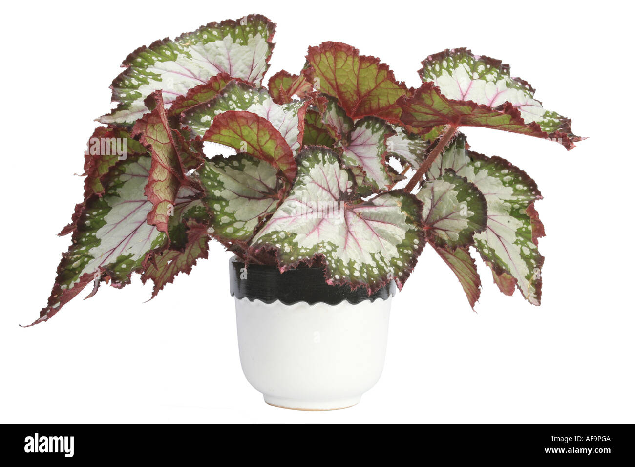 Rex begonia (Begonia rex), la pianta in un vaso bianco Foto Stock