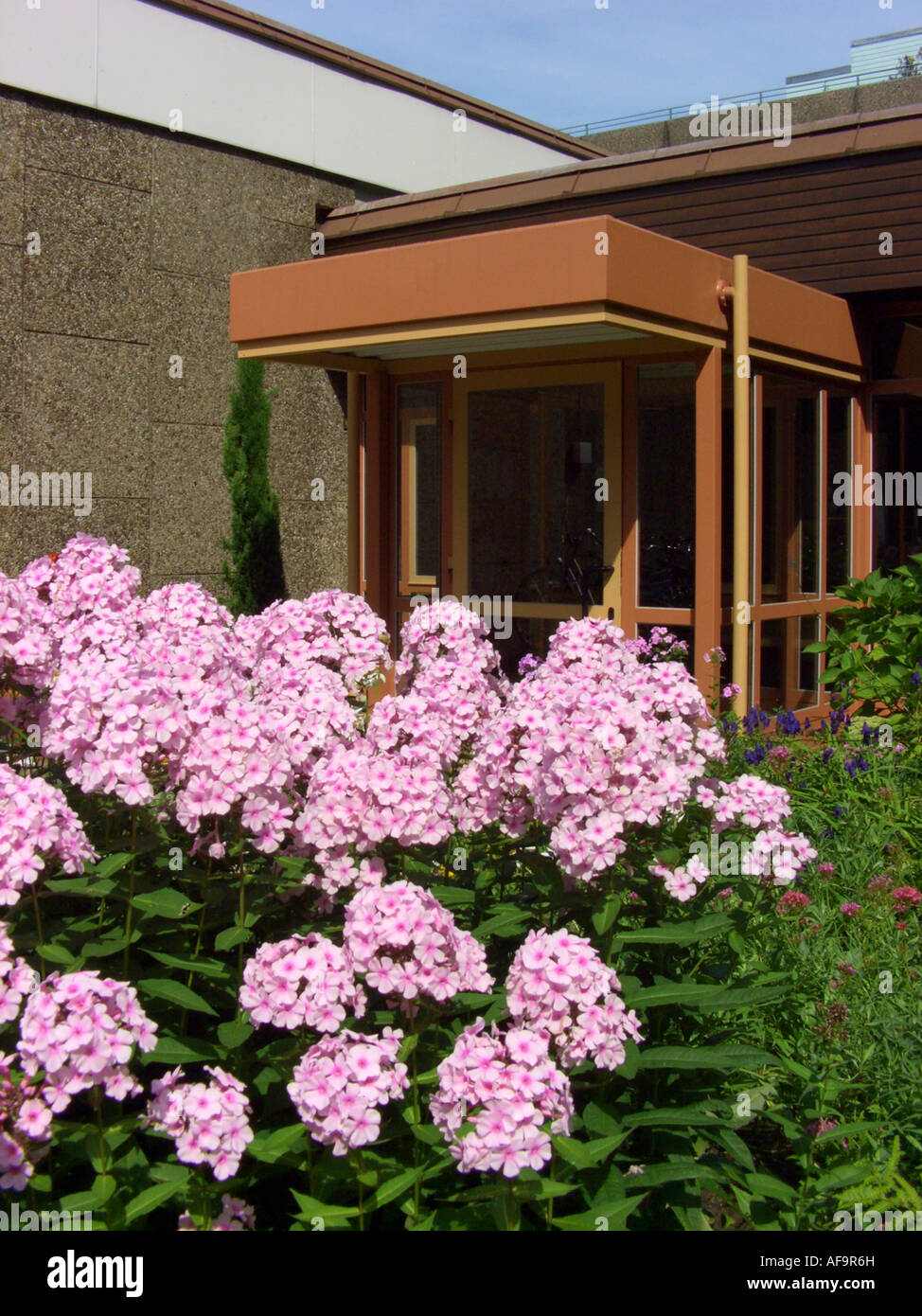 Caduta phlox, giardino phlox (Phlox paniculata), che fiorisce in un dooryard Foto Stock
