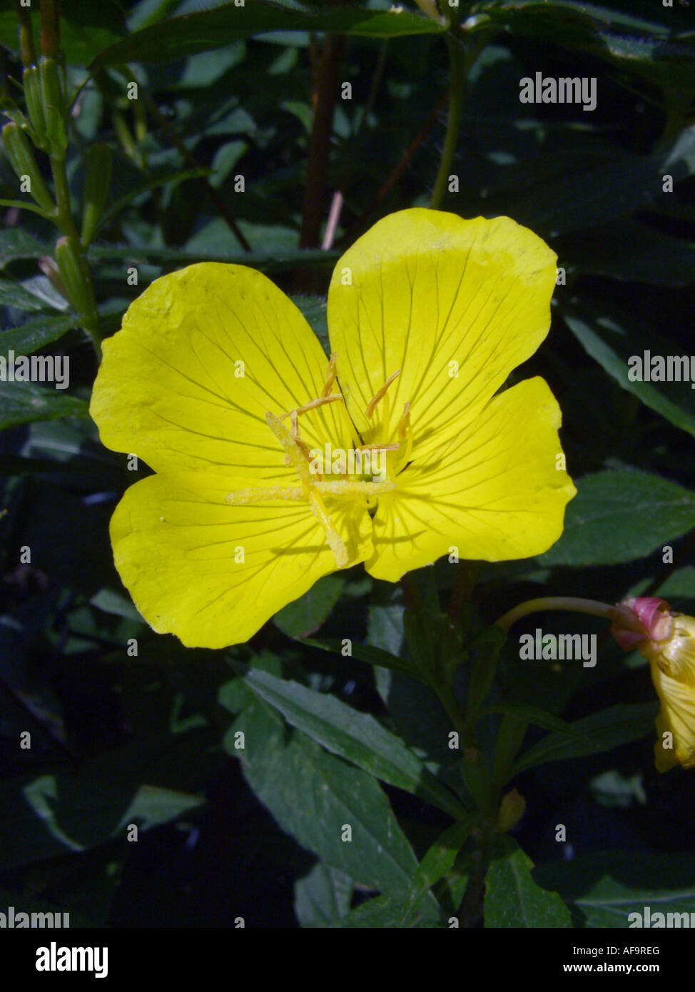 Sundrops, stretto-lasciava sundrops, Golden sundrops, Narrowleaf sera-primrose arbustivo sundrop (Oenothera fruticosa, Oenothera Foto Stock