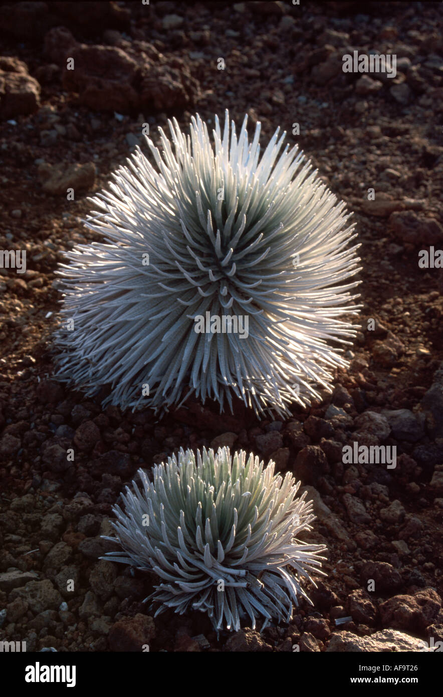 Hawaii,Isole Hawaiiane,Maui Haleakala National Park,terra federale,natura,naturale,paesaggio,campagna,conservazione storica,pubblico,ricreazione,minacciene Foto Stock
