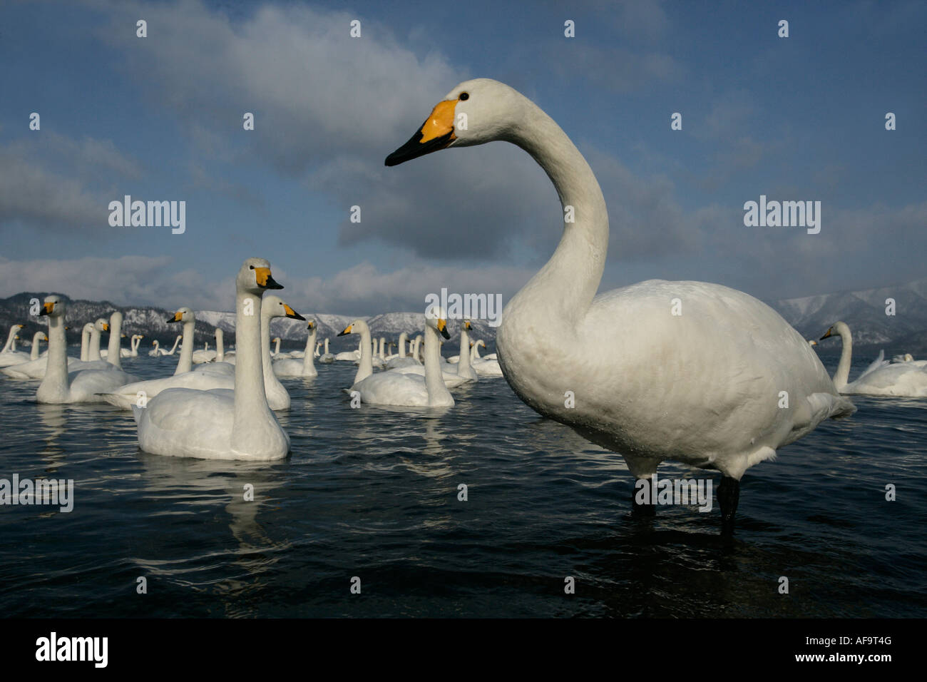 Whooper swan Cygnus cygnus Giappone Foto Stock